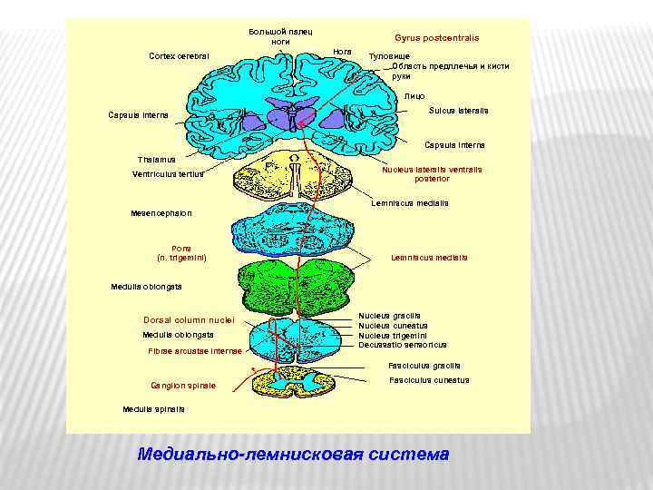 Большой палец ноги Cortex cerebral Gyrus postcentralis Нога Туловище Область предплечья и кисти руки