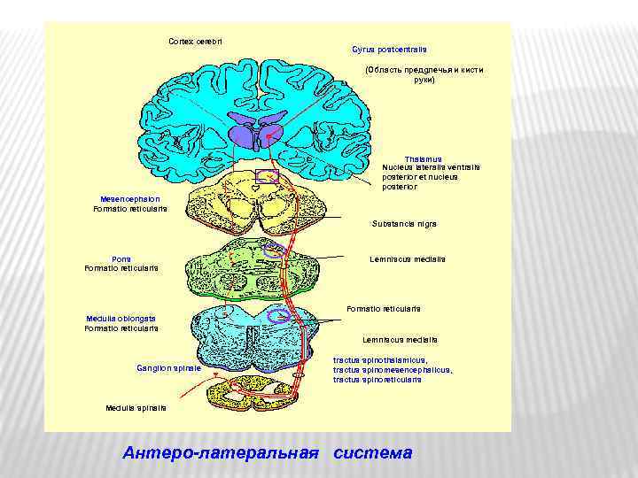 Cortex cerebri Gyrus postcentralis (Область предgлечья и кисти руки) Thalamus Nucleus lateralis ventralis posterior