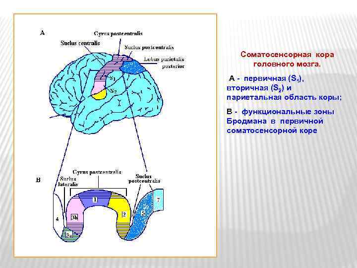 Соматосенсорная кора головного мозга. A - первичная (S 1), вторичная (S 2) и париетальная