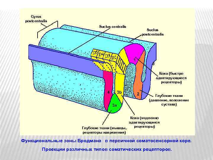 Gyrus postcentralis Suclus postcentralis 1 5 Кожа (быстро адаптирующиеся рецепторы) 4 3 b 3