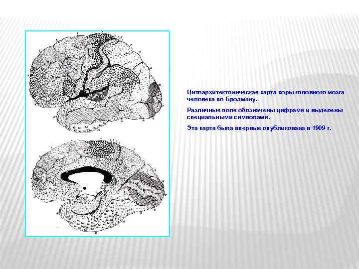 Цитоархитектоническая карта коры головного мозга человека по Бродману. Различные поля обозначены цифрами и выделены