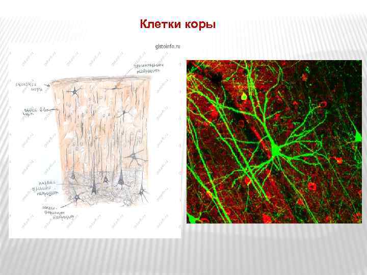 Клетки коры 