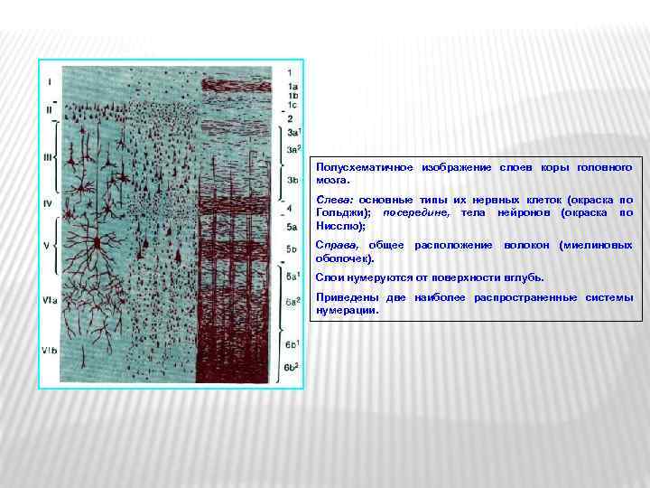 Полусхематичное изображение слоев коры головного мозга. Слева: основные типы их нервных клеток (окраска по