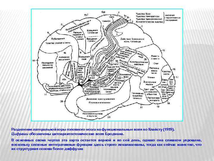 Разделение латеральной коры головного мозга на функциональные поля по Клайсту (1959). Цифрами обозначены цитоархитектонические