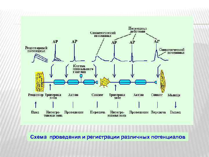 Схема проведения и регистрации различных потенциалов 