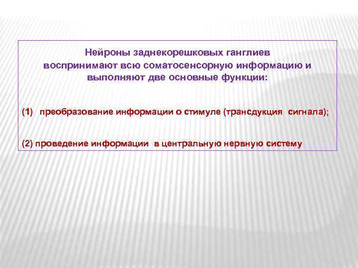 Нейроны заднекорешковых ганглиев воспринимают всю соматосенсорную информацию и выполняют две основные функции: (1) преобразование