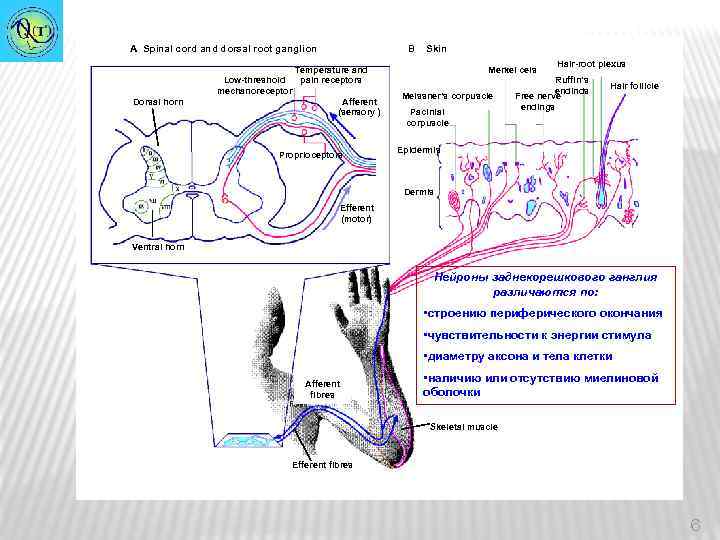 A Spinal cord and dorsal root ganglion Dorsal horn B Skin Temperature and Low-threshold