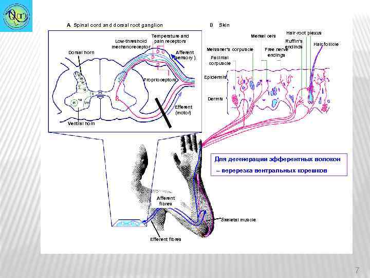 A Spinal cord and dorsal root ganglion Dorsal horn B Skin Temperature and Low-threshold