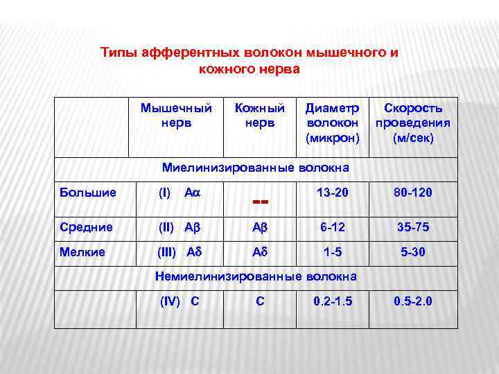 Типы афферентных волокон мышечного и кожного нерва Мышечный нерв Кожный нерв Диаметр волокон (микрон)