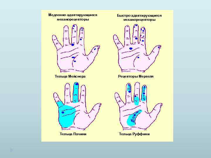 Медленно адаптирующиеся механорецепторы Тельца Мейснера Тельца Пачини Быстро адаптирующиеся механорецепторы Рецепторы Меркеля Тельца Руффини