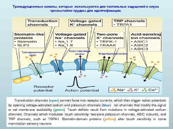 Трансдукционные каналы, которые используются для тактильных ощущений и слуха чрезвычайно трудны для идентификации. Трансдукционный