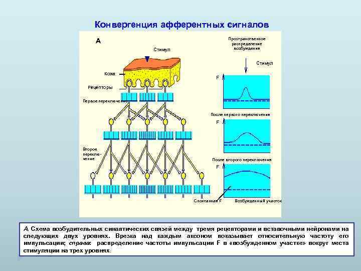 На рисунке изображена реакция механорецепторов на изменения раздражителей на примере телец пачини