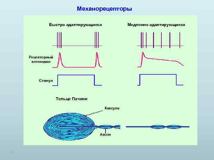 Виды механорецепторов схема