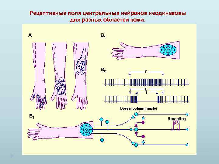 Рецептивные поля центральных нейронов неодинаковы для разных областей кожи. A B 1 B 2