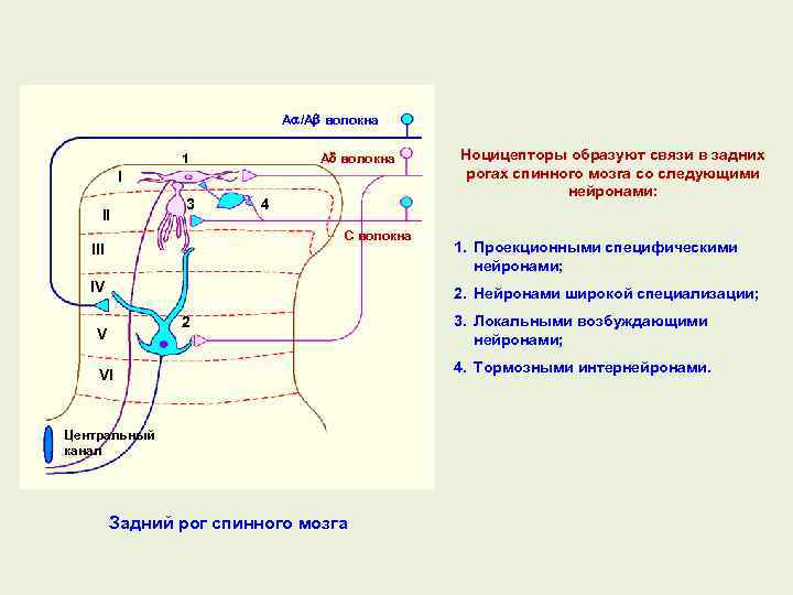 A /A волокна 1 I II 3 4 C волокна III IV Ноцицепторы образуют