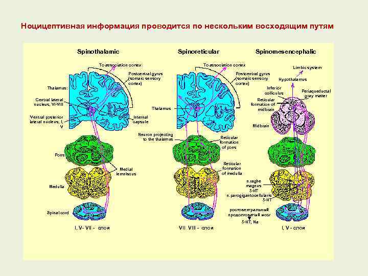 Ноцицептивная информация проводится по нескольким восходящим путям Spinothalamic Spinoreticular Spinomesencephalic To association cortex Postcentral