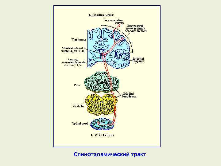 Спиноталамический тракт 