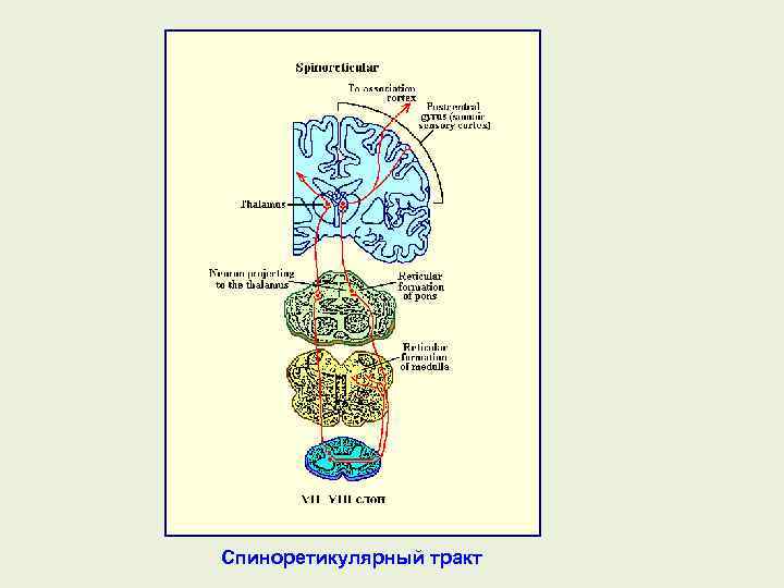 Спиноретикулярный тракт 