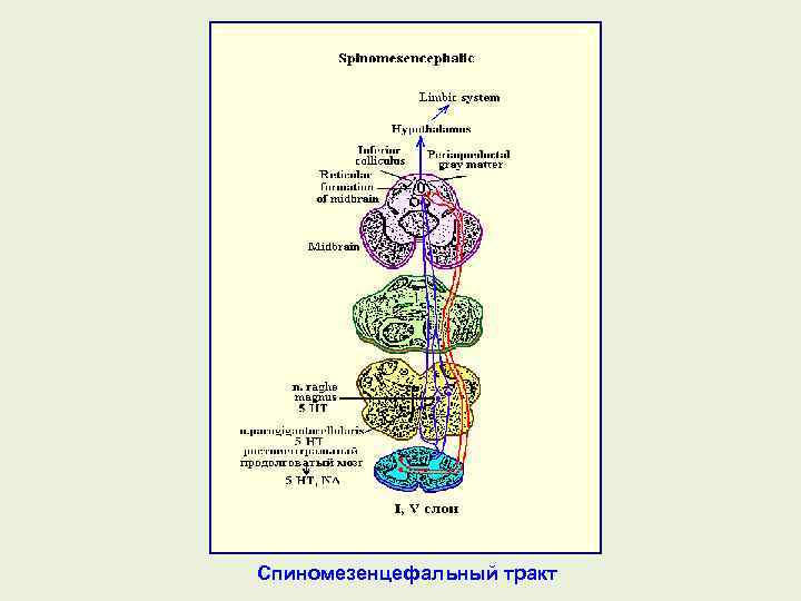 Спиномезенцефальный тракт 
