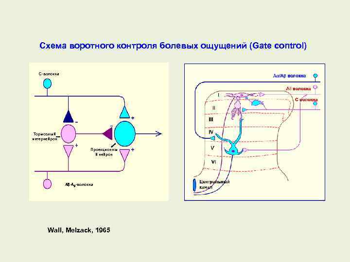 Схема воротного контроля болевых ощущений (Gate control) C волокна Тормозный интернейрон Проекционны й нейрон