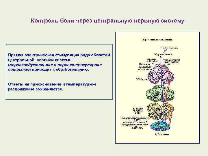 Контроль боли через центральную нервную систему Прямая электрическая стимуляция ряда областей центральной нервной системы