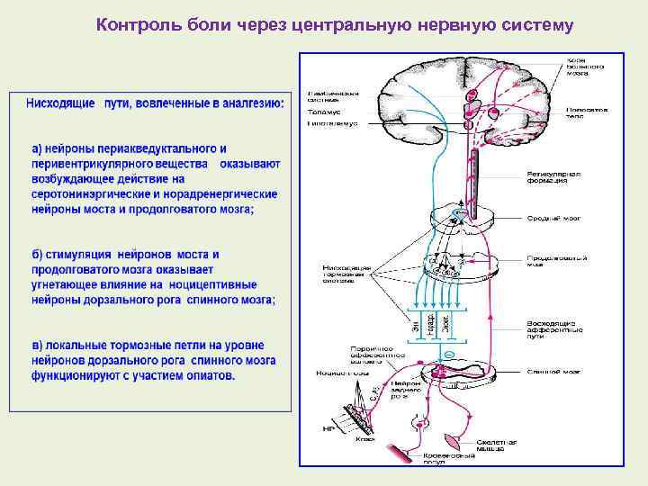 Контроль боли через центральную нервную систему 
