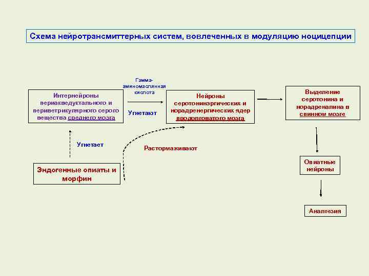 Схема нейротрансмиттерных систем, вовлеченных в модуляцию ноцицепции Интернейроны периакведуктального и периветрикулярного серого вещества среднего