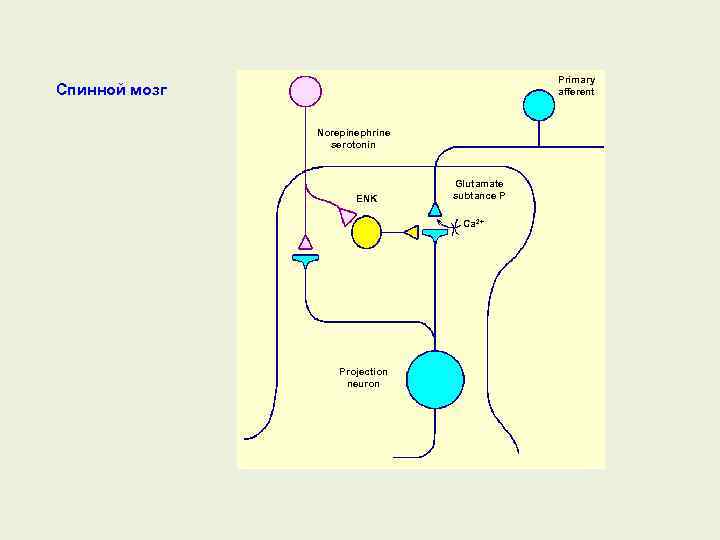Primary afferent Спинной мозг Norepinephrine serotonin ENK Glutamate subtance P Ca 2+ Projection neuron