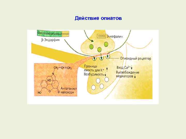 Действие опиатов 