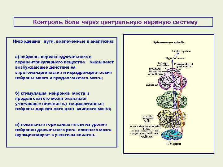 Контроль боли через центральную нервную систему Нисходящие пути, вовлеченные в аналгезию: а) нейроны периакведуктального