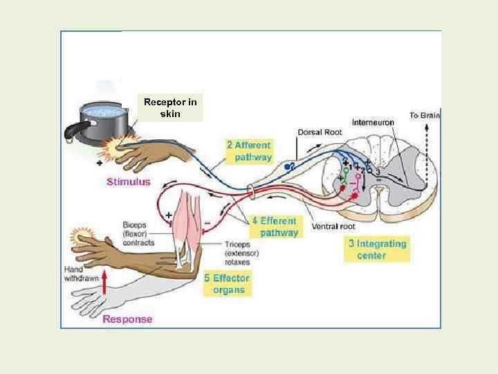 Receptor in skin 
