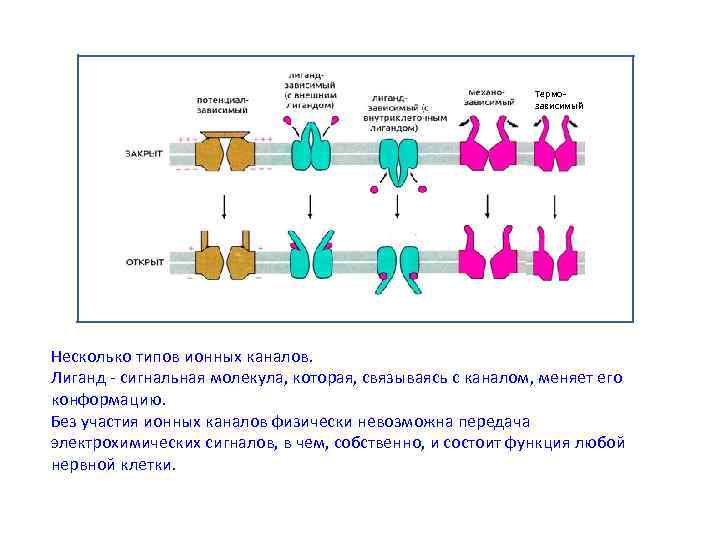 Термозависимый Несколько типов ионных каналов. Лиганд - сигнальная молекула, которая, связываясь с каналом, меняет