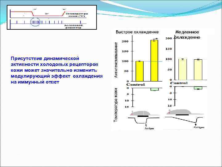 Динамическая активность это. Температурная рецепция. Температура рецепция. Температурная рецепция животных. Температурная рецепция физиология.