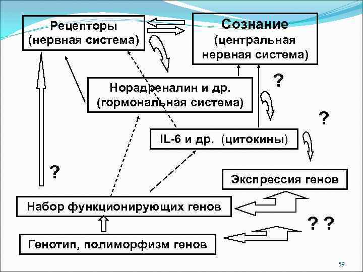 Рецепторы (нервная система) Сознание (центральная нервная система) Норадреналин и др. (гормональная система) ? ?