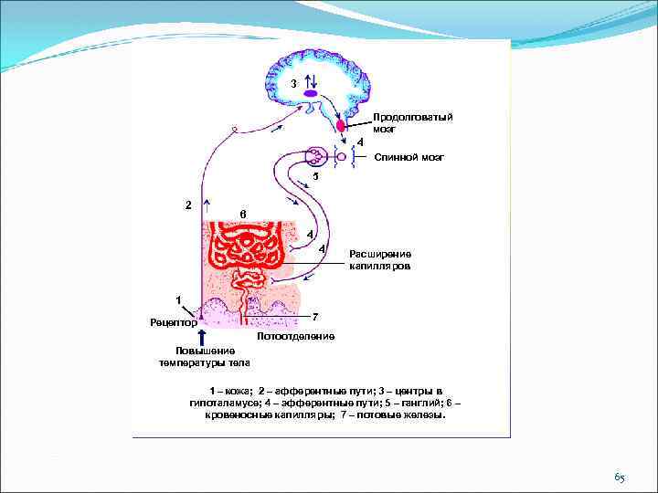 3 Продолговатый мозг 4 Спинной мозг 5 2 6 4 4 Расширение капилляров 1
