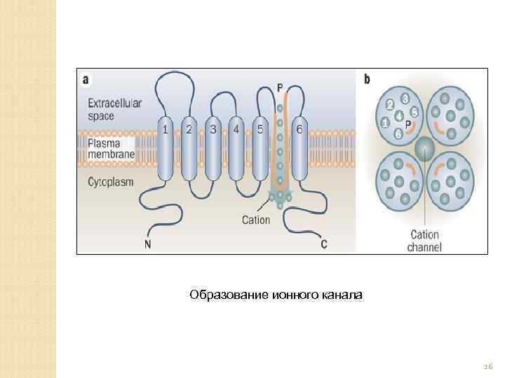 Образование ионного канала 16 