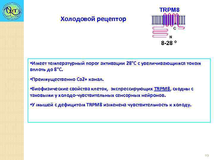 TRPM 8 Холодовой рецептор C N 8 -28 º • Имеет температурный порог активации