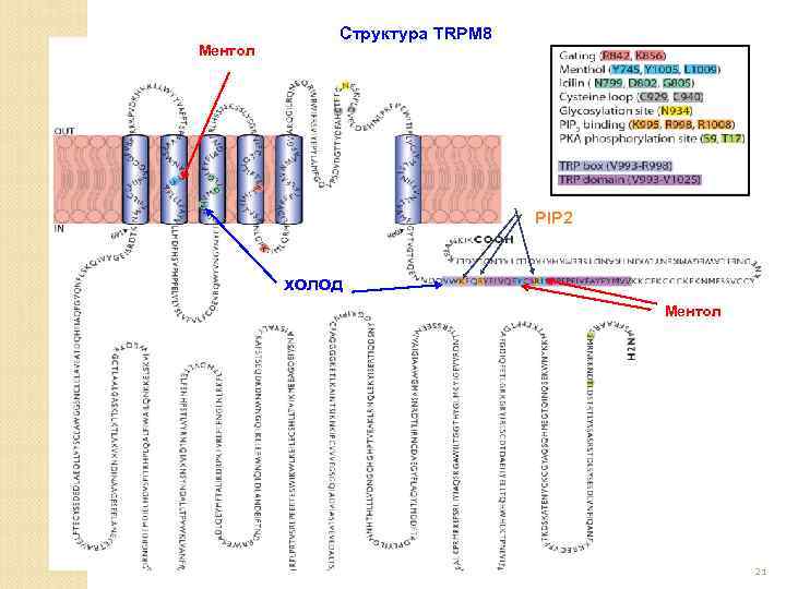 Ментол Структура TRPM 8 PIP 2 холод Ментол 21 