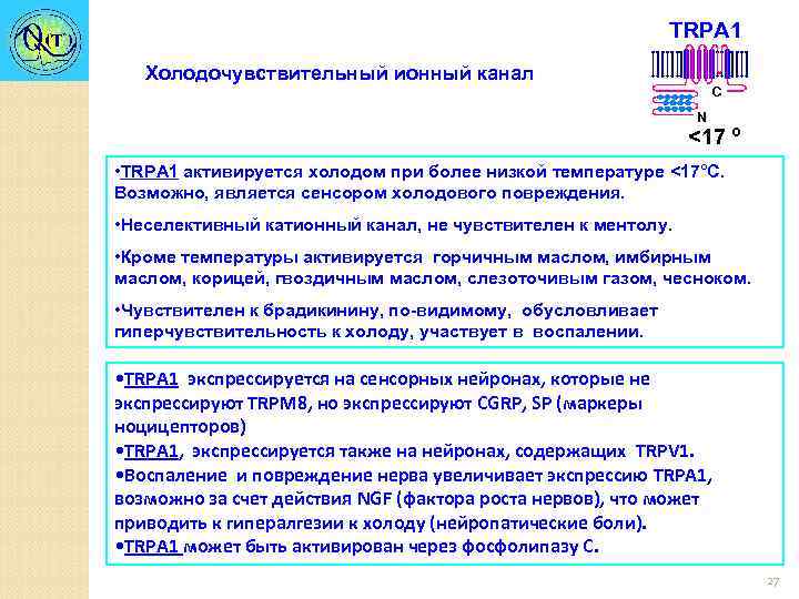 TRPA 1 Холодочувствительный ионный канал C N <17 º • TRPА 1 активируется холодом