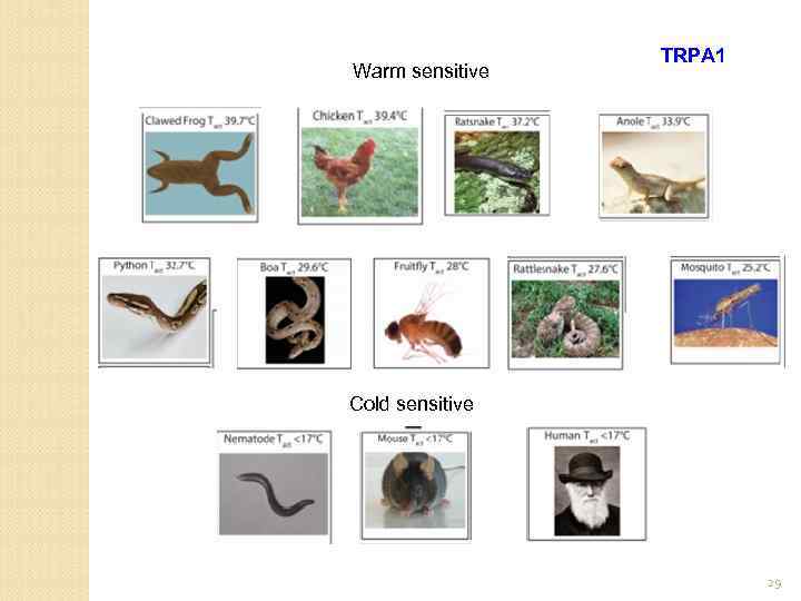 Warm sensitive TRPA 1 Cold sensitive 29 