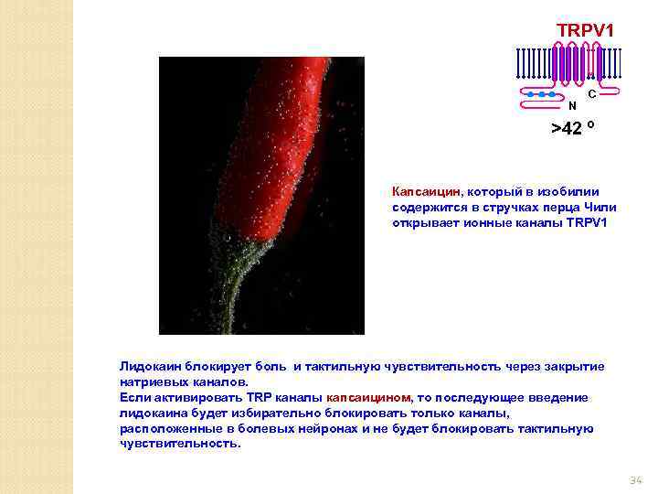 TRPV 1 N C >42 º Капсаицин, который в изобилии содержится в стручках перца