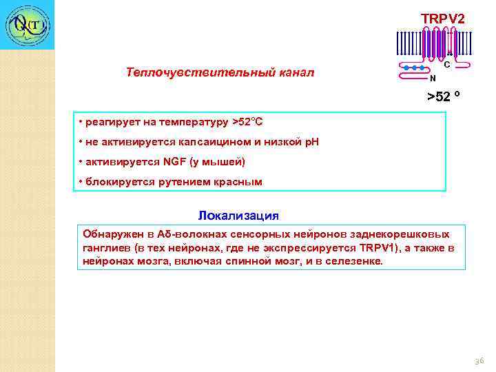 TRPV 2 Теплочувствительный канал C N >52 º • реагирует на температуру >52°С •