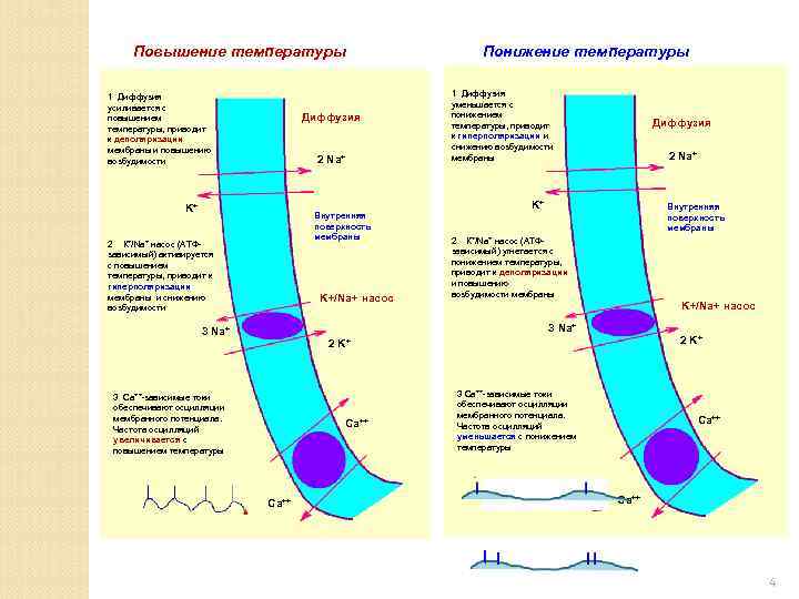 Диффузия температуры. Увеличение мембранного потенциала. Повышение температуры приводит к увеличению физической сорбции. К деполяризации мембраны может привести повышение. С понижением температуры процесс диффузии.