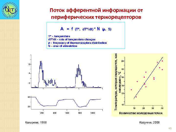 Поток афферентной информации от периферических терморецепторов А = f (T , d. T /dt)