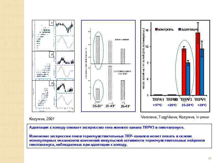 число копий на 100 копий ДНК-полимеразы-2 1 2 3 16 контроль адаптация 12 8