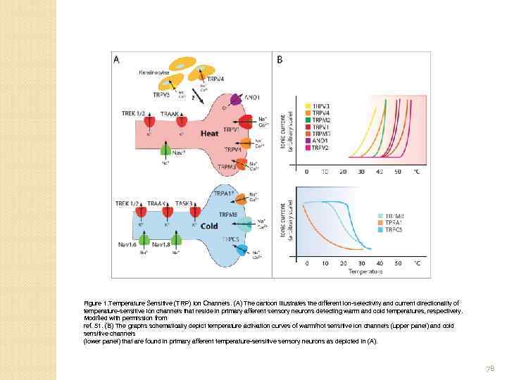 Figure 1. Temperature Sensitive (TRP) Ion Channels. (A) The cartoon illustrates the different ion-selectivity