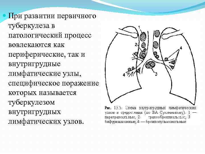  При развитии первичного туберкулеза в патологический процесс вовлекаются как периферические, так и внутригрудные