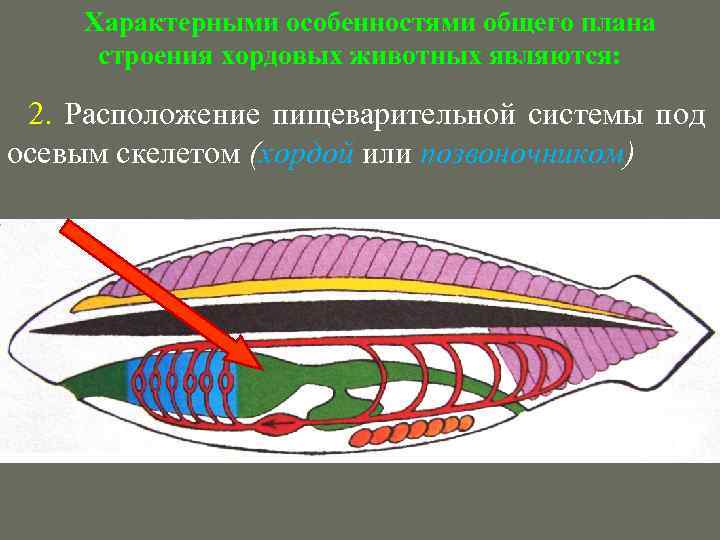 Представь общий план строения пищеварительной системы хордовых расположив органы верной последовасти