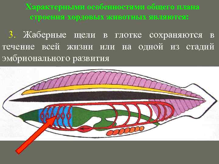 Происхождение хордовых животных презентация