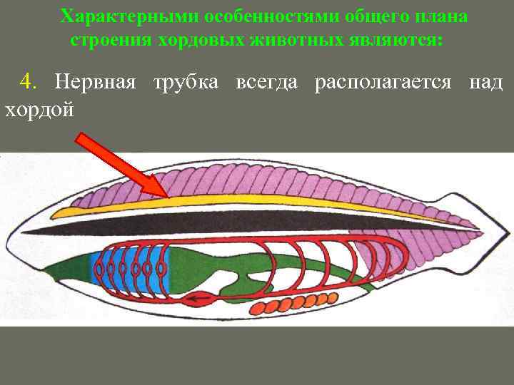 Характерными особенностями общего плана строения хордовых животных являются: 4. Нервная трубка всегда располагается над